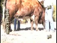 [ Zoo Porn DVD ] A cow sodomized by an unscrupulous cowboy